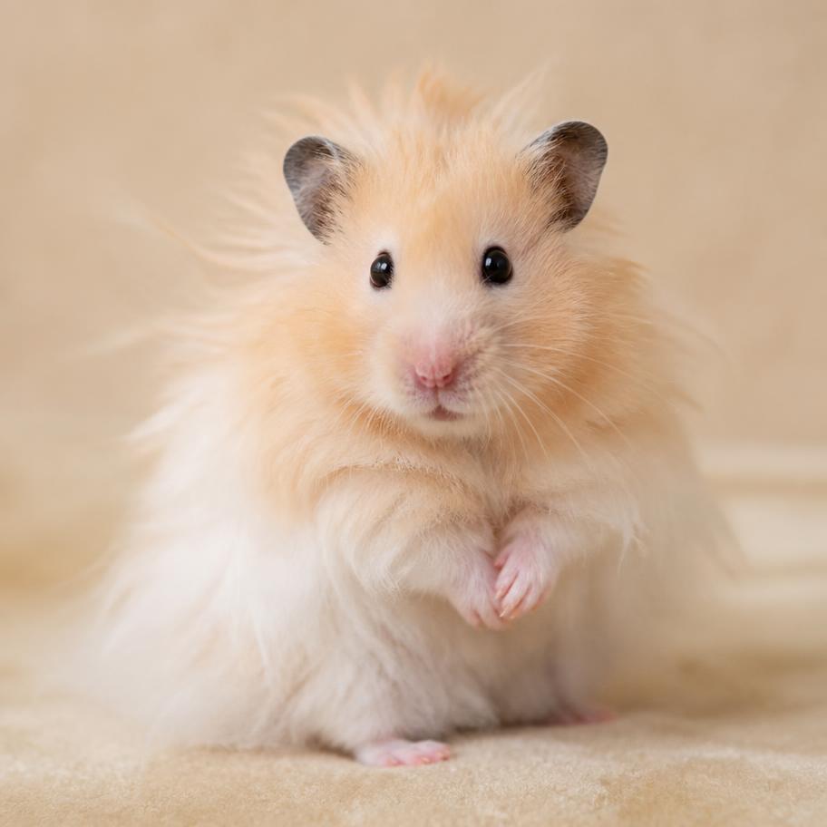 Clover, a fluffy long-haired cream Syrian hamster on soft beige