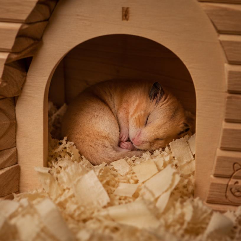 Hamster sleeping curled up in a wooden house